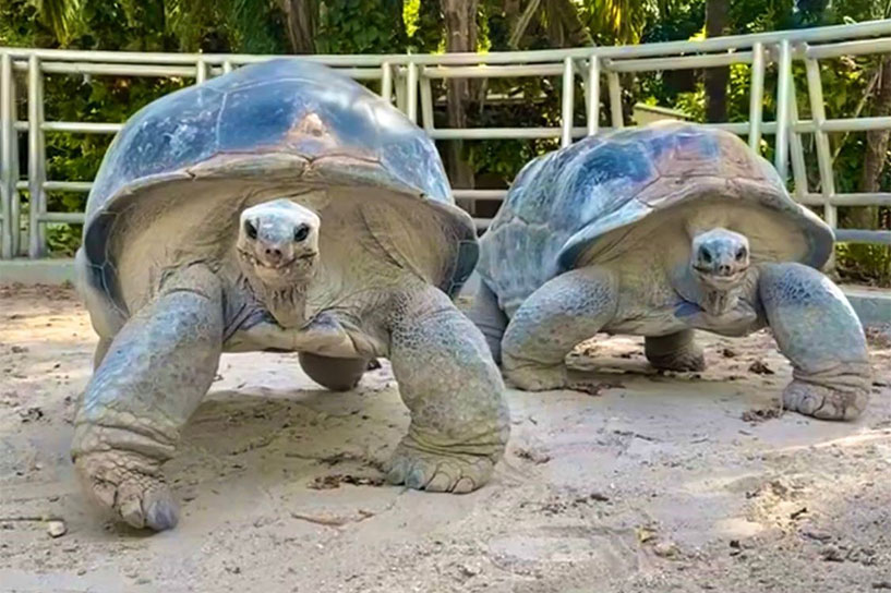 Aldabra Tortoise