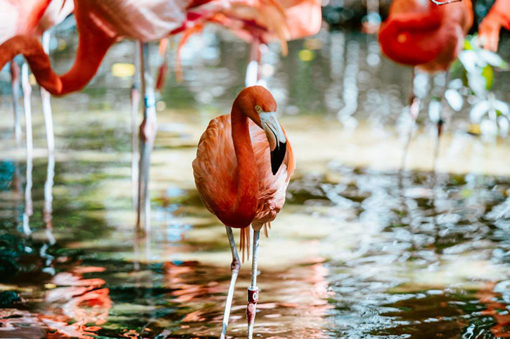 American Flamingo