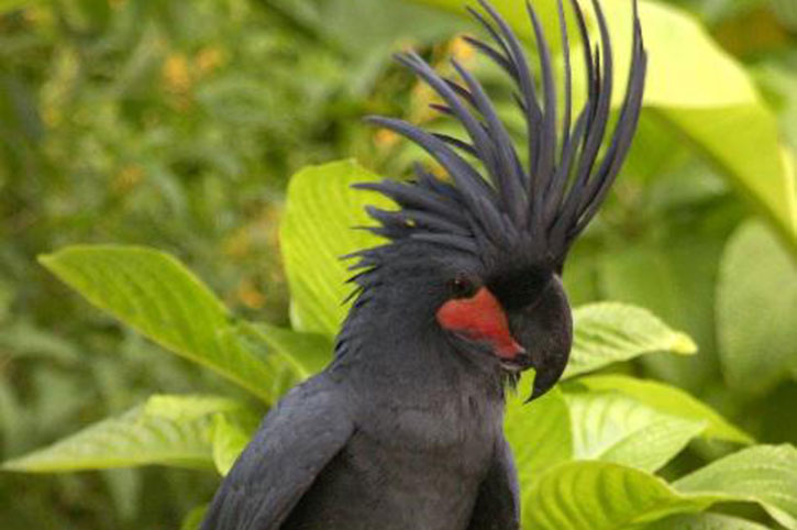 Black Palm Cockatoo