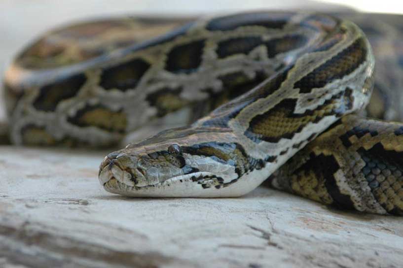 Burmese Python