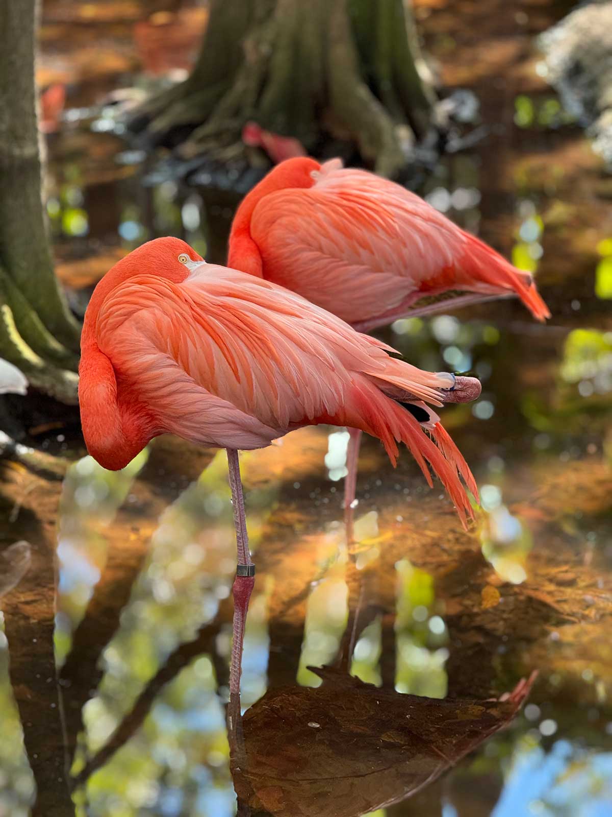 Flamingo Experience