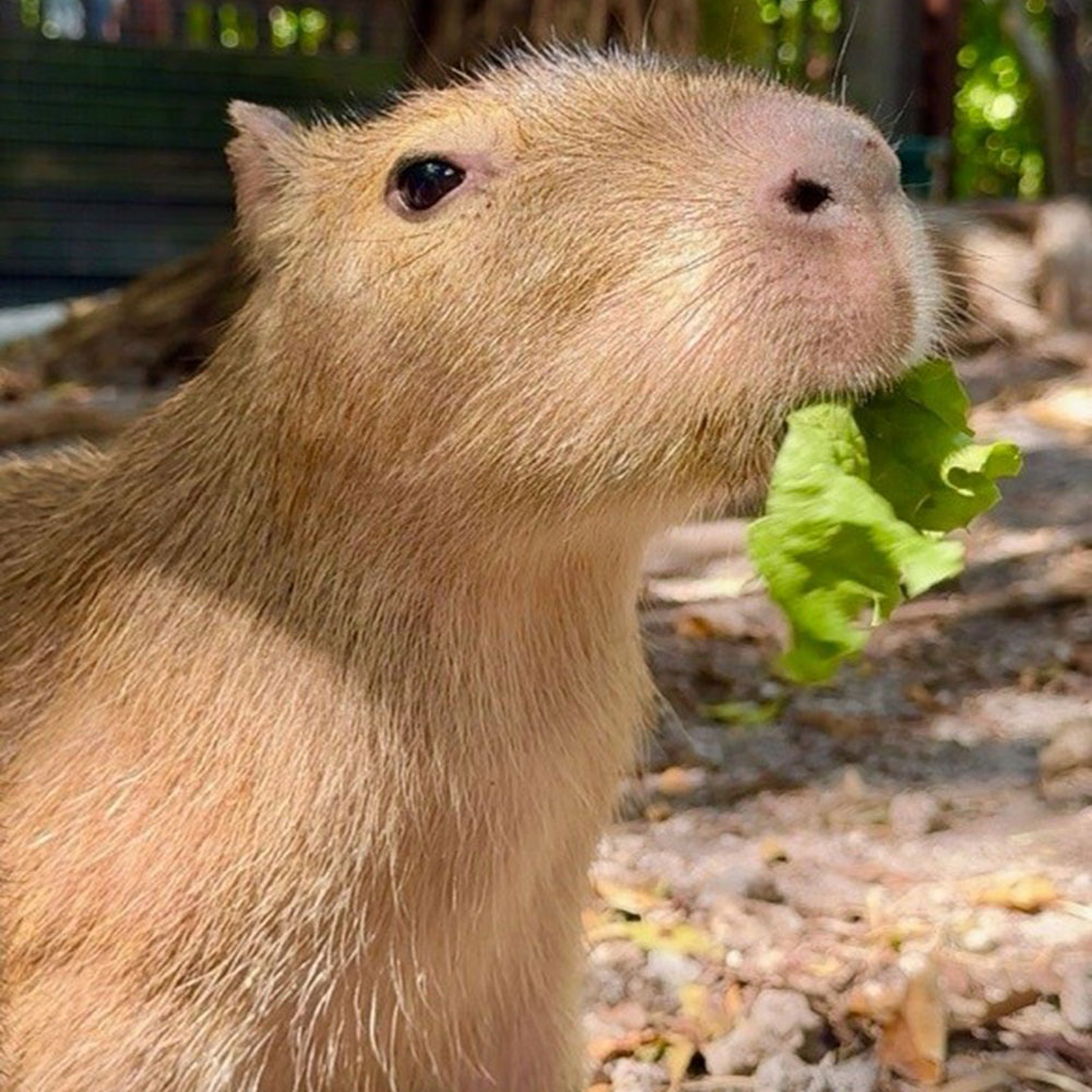 Baby Capybara Encounter