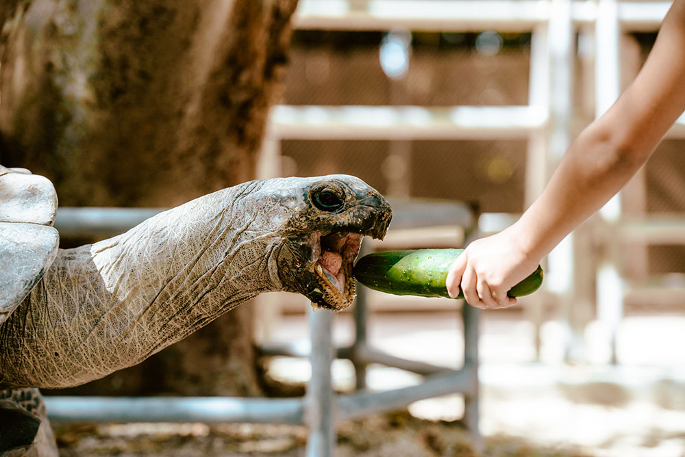 Giant Tortise Encounter