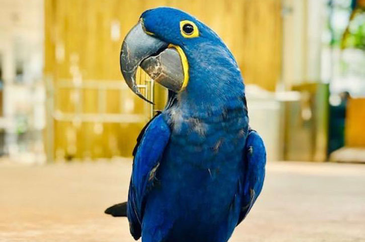Hyacinth Macaw