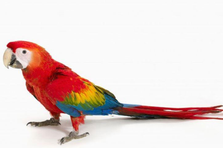 Scarlet Macaw