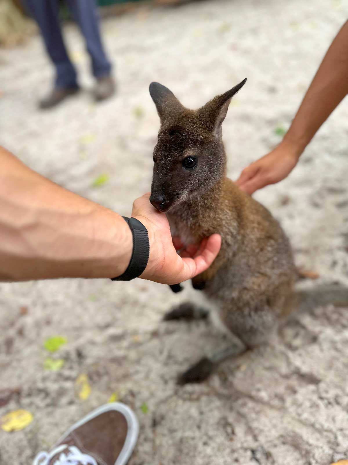 Wallaby Encounter