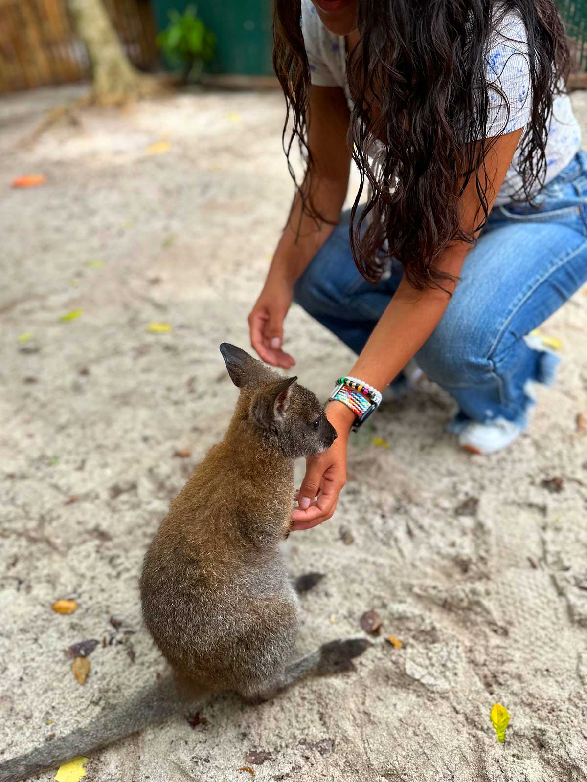 Wallaby Encounter