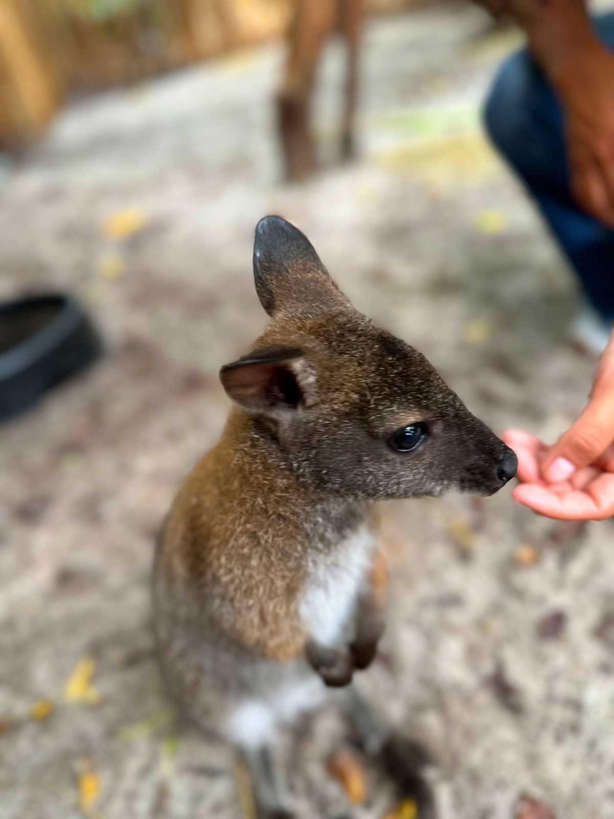 Wallaby Encounter