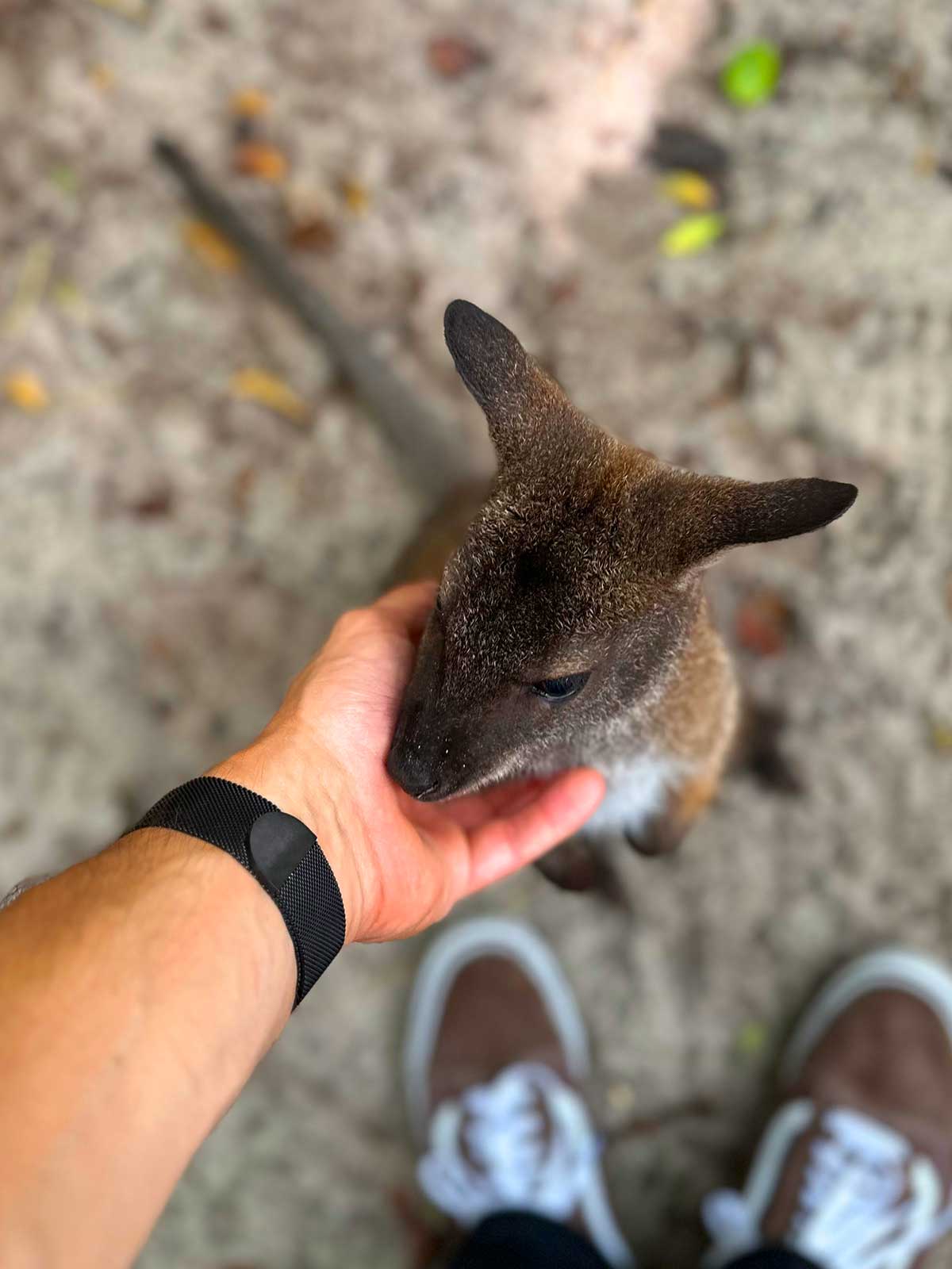 Wallaby Encounter