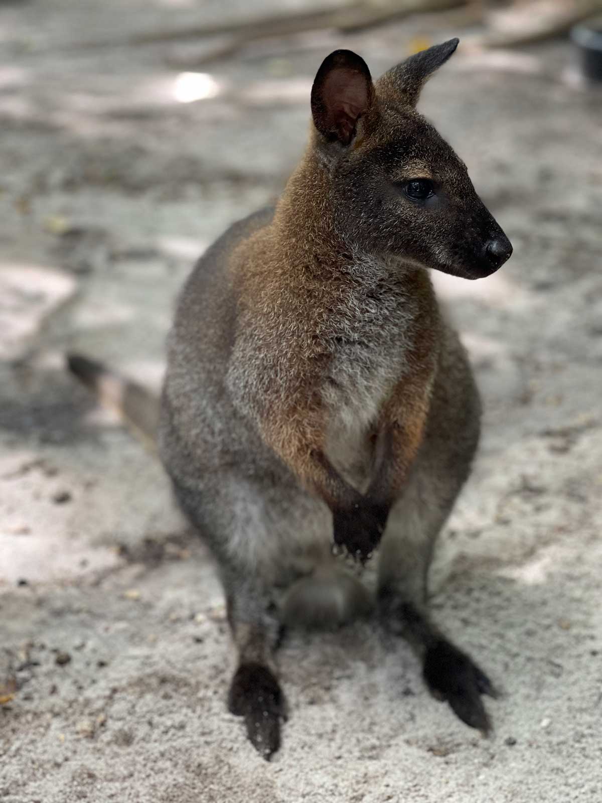 Wallaby Encounter