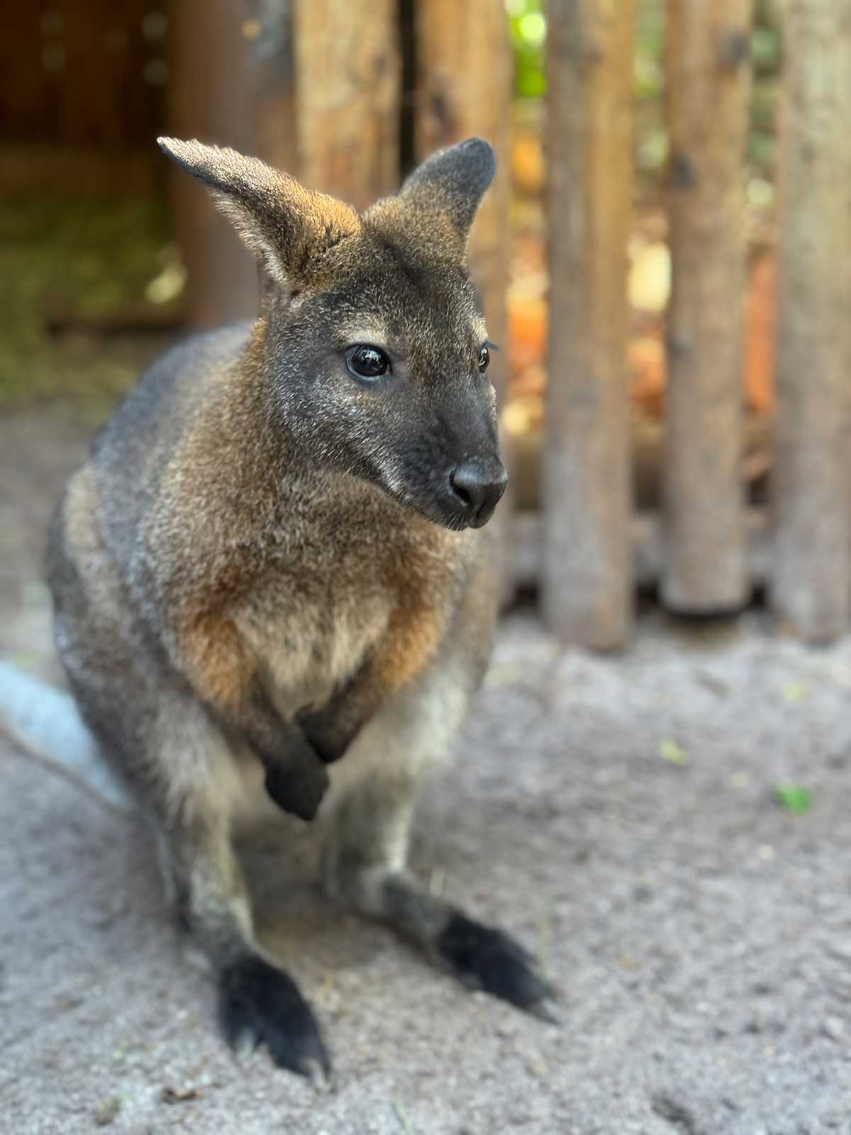 Wallaby Encounter