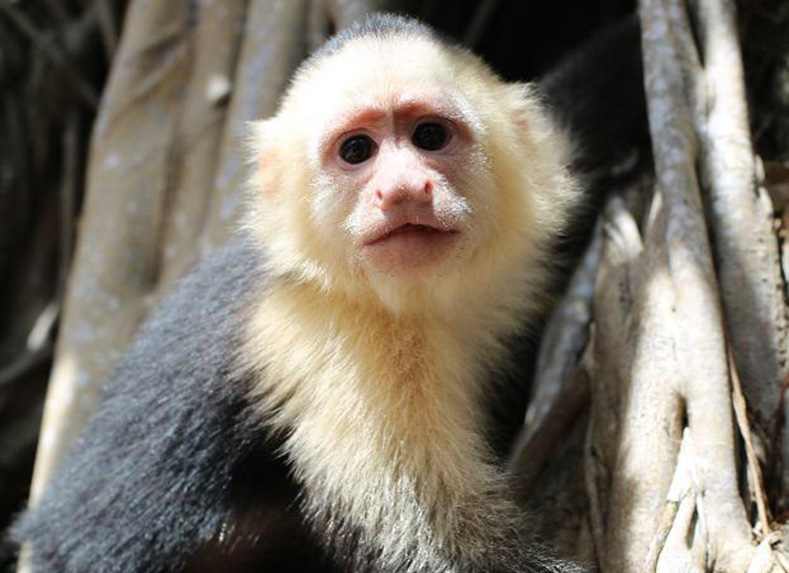 White-faced Capuchins